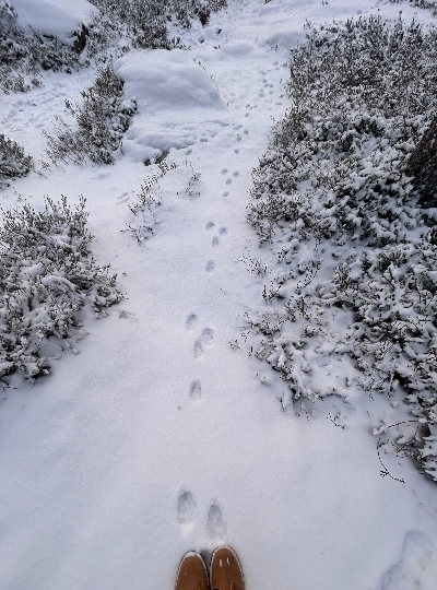 03/11 民宿→Vikaköngäs登山→民宿→龍蝦裝