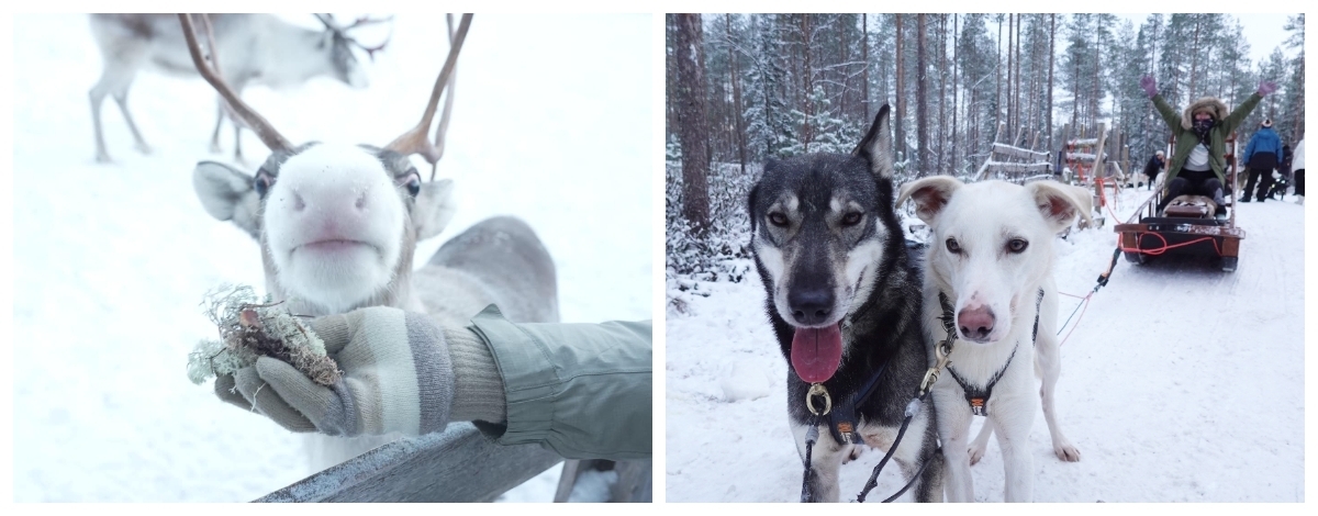 03/09 民宿→馴鹿體驗+哈士奇體驗→奧納斯山→憤怒鳥公園→民宿
