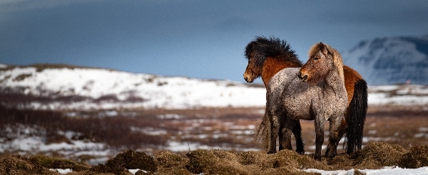 10/08 冰島馬體驗→雷克雅未克市區巡禮(哈爾格林姆教堂/太陽航海者雕塑/特 約寧湖...)→天空湖溫泉