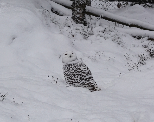 03/10 民宿→拉努阿動物園→民宿