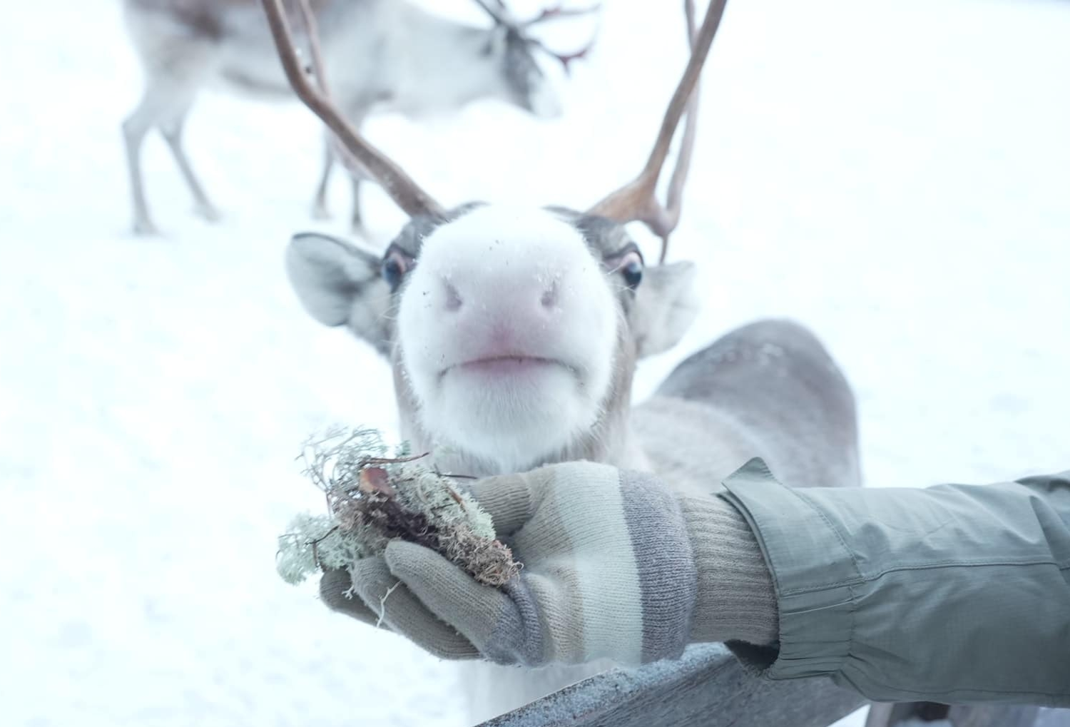 民宿→馴鹿體驗+哈士奇體驗→憤怒鳥公園→民宿