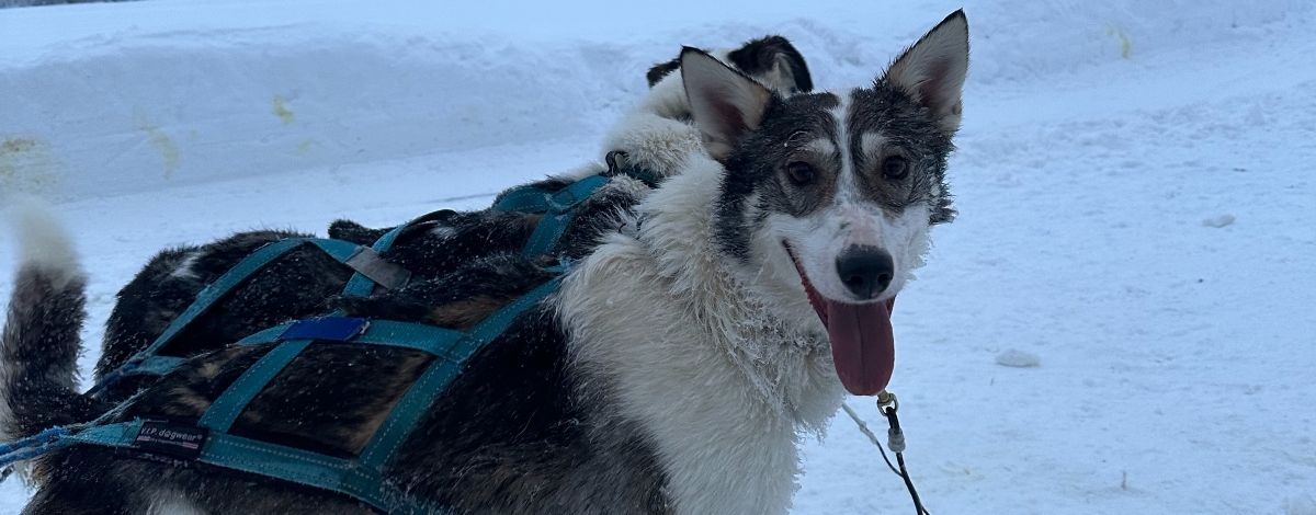 民宿→馴鹿體驗+哈士奇體驗→憤怒鳥公園→民宿