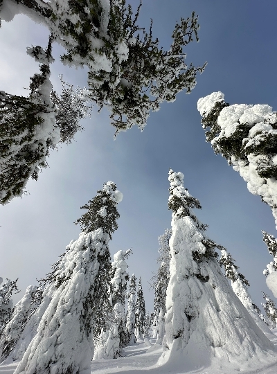 民宿 → Vikaköngäs登山 → 民宿