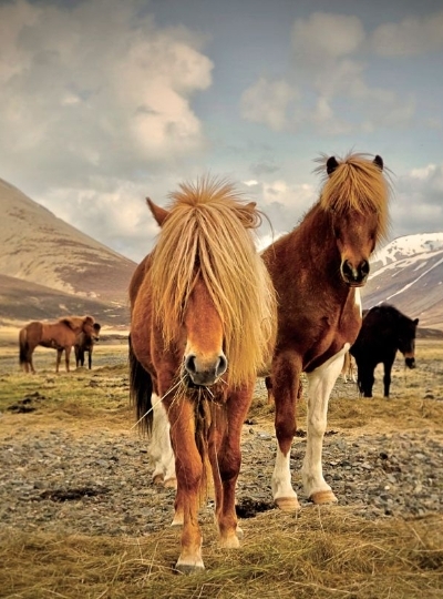 DAY10 冰島馬體驗→雷克雅未克市區巡禮(哈爾格林姆教堂/太陽航海者雕塑/特約寧湖…)→天空湖溫泉→極光之夜