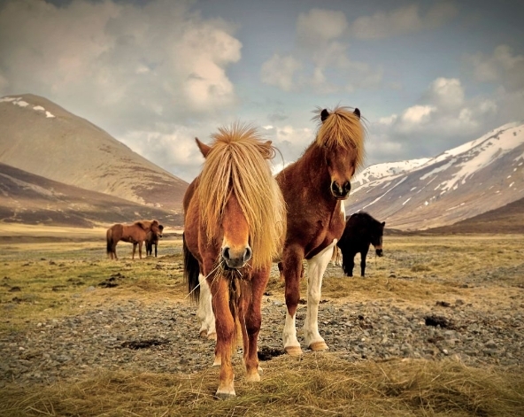10/01 曼谷國際機場→哥本哈根轉機→冰島