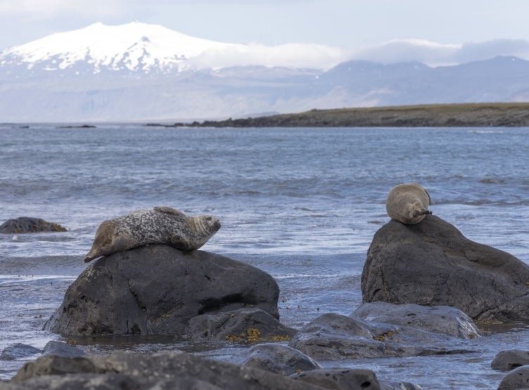 DAY9 斯奈山半島一日游 (教堂山→視力檢查紅白教堂→黑教堂)→極光之夜