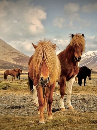 DAY10 冰島馬體驗→雷克雅未克市區巡禮(哈爾格林姆教堂/太陽航海者雕塑/特約寧湖…)→天空湖溫泉→極光之夜
